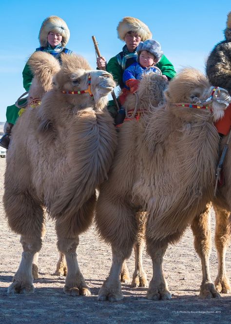 90ba5c3553eb84eae19c5ac0081a94a1 bactrian camel desert animals