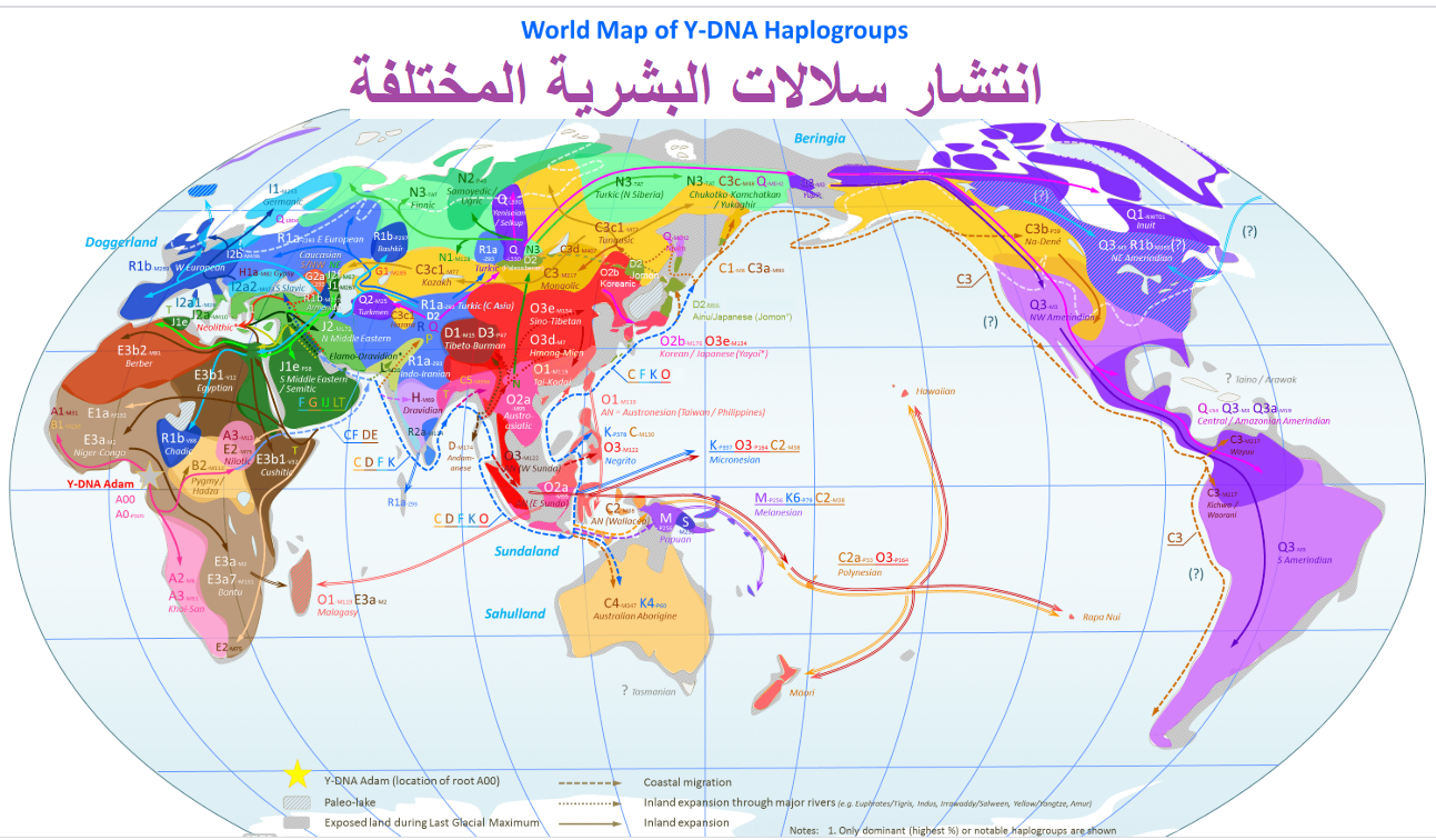 سلالات العالم